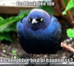 Bird Blackbird Beak Organism Photo caption